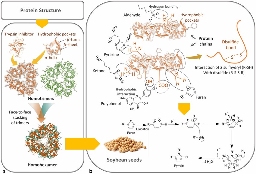 Structure of plant proteins (a) and interaction of off-flavors with plant proteins (b).